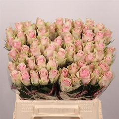 R Gr Pink Athena
