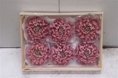 Wax Bol Chrysant Oud Rosa
