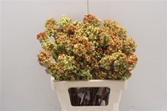 Bessen Green/orange