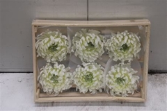 Wax Bol Chrysant Wit