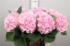 Hydr Macr Verena 80cm 23cm Ø