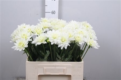 Dahl K Maarten Zwaan 55cm