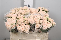 R Tr Jana 50cm 35+