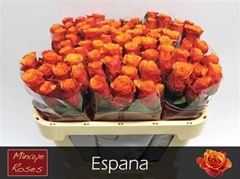 R Gr Espana 70cm