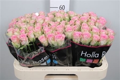 R Gr Lovely Jewel 60cm