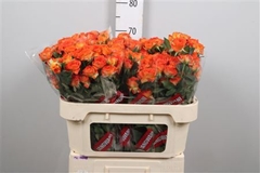 R Tr Ariya 70cm 55+