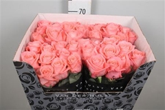 R Gr Liesbeth 70cm
