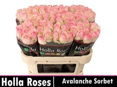 R Gr Aval Sorbet 70cm