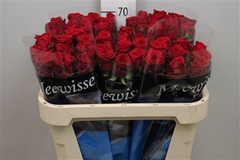 R Gr Red Naomi! 70cm
