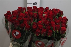 R Gr Red Ribbon 60cm