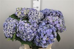 Hydr M Beau Luxor Cl 80cm 24cm Ø