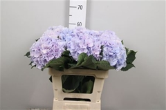 Hydr M Verena Blue 60cm 24cm Ø