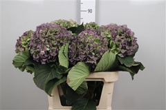 Hydr M Verena Bl Cl 80cm 22cm Ø