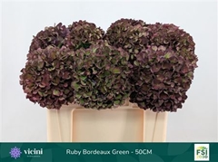 Hydr M Mag Ruby Cl P 50cm 18cm Ø