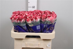 R Gr Paloma 60cm
