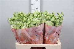 Eust G Alissa Green 70cm