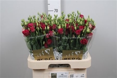 Eust G Arosa Red 70cm