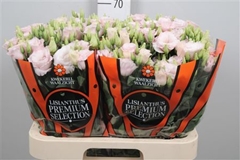Eus G Lis Soft Pink 70cm