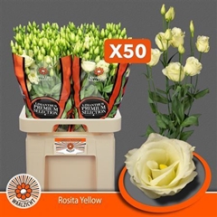 Eust G Rosita Yellow 70cm