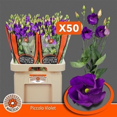 Eust Piccolo Violet 70cm