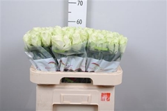 R Gr Athena 60cm