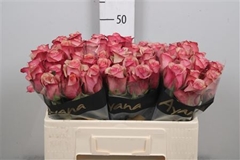 R Gr Vintage 50cm