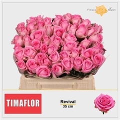 R Gr Revival 35cm