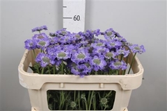 Scab C Staefa 60cm