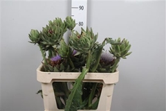 Cynara Sc Green Glob 80cm