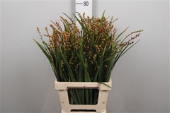 Crocosm Bes Fire King 75cm