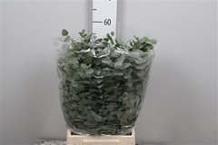 Euca Cinerea P Bunch 50cm 150gram