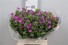 Phlox P Sky Eyes 60cm 13