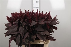 Amar Cruen Velvet 95cm