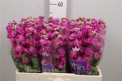 Matth St Deep Rose 58cm 23