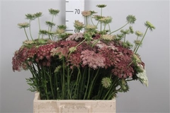 Daucus Carota Dara 60cm