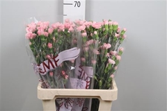 Di Tr Rascal Pink 65cm 13