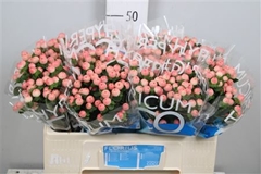Hyp Coco Tiamo 50cm