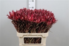 Leucad Jester 80cm
