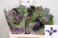 Clem Di Bl Pirouette 60cm 23 4