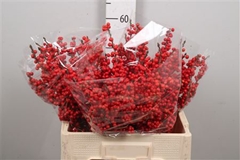 Ilex Vert (RODE Bes) 50cm