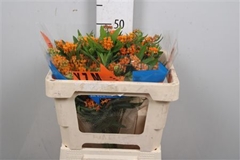 Ascl Tuberosa 45cm 33