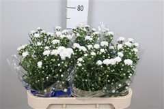 Ast Cassy 75cm 35gram