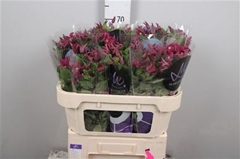 Clematis Inspiration 70cm 23