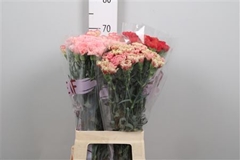 Di St Gem In Fust 70cm 23