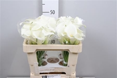Zant White Art 50cm
