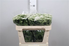 Eupat Rugo Braunlaub 72cm