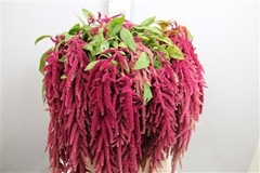 Amar Ca Lov Li Bleed 85cm