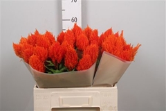 Cel P Sunday Orange 60cm