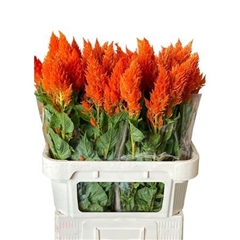 Cel P Sunday Orange 80cm