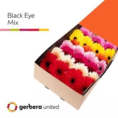 Ge Gr On Row Mixed 45cm 10cm Ø